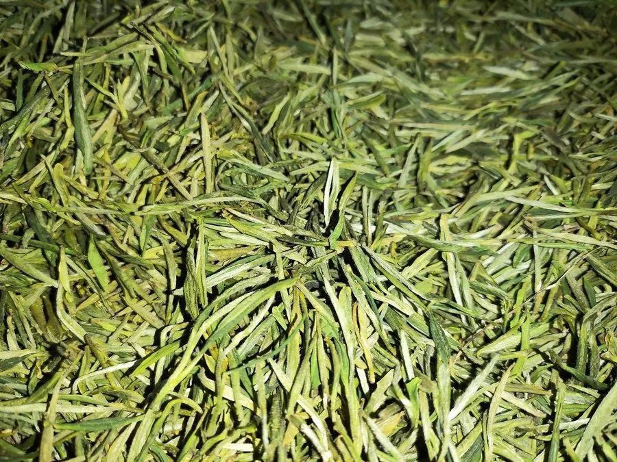 請(qǐng)你喝茶，看美景！帶你走進(jìn)【葛毅明家的茶園】